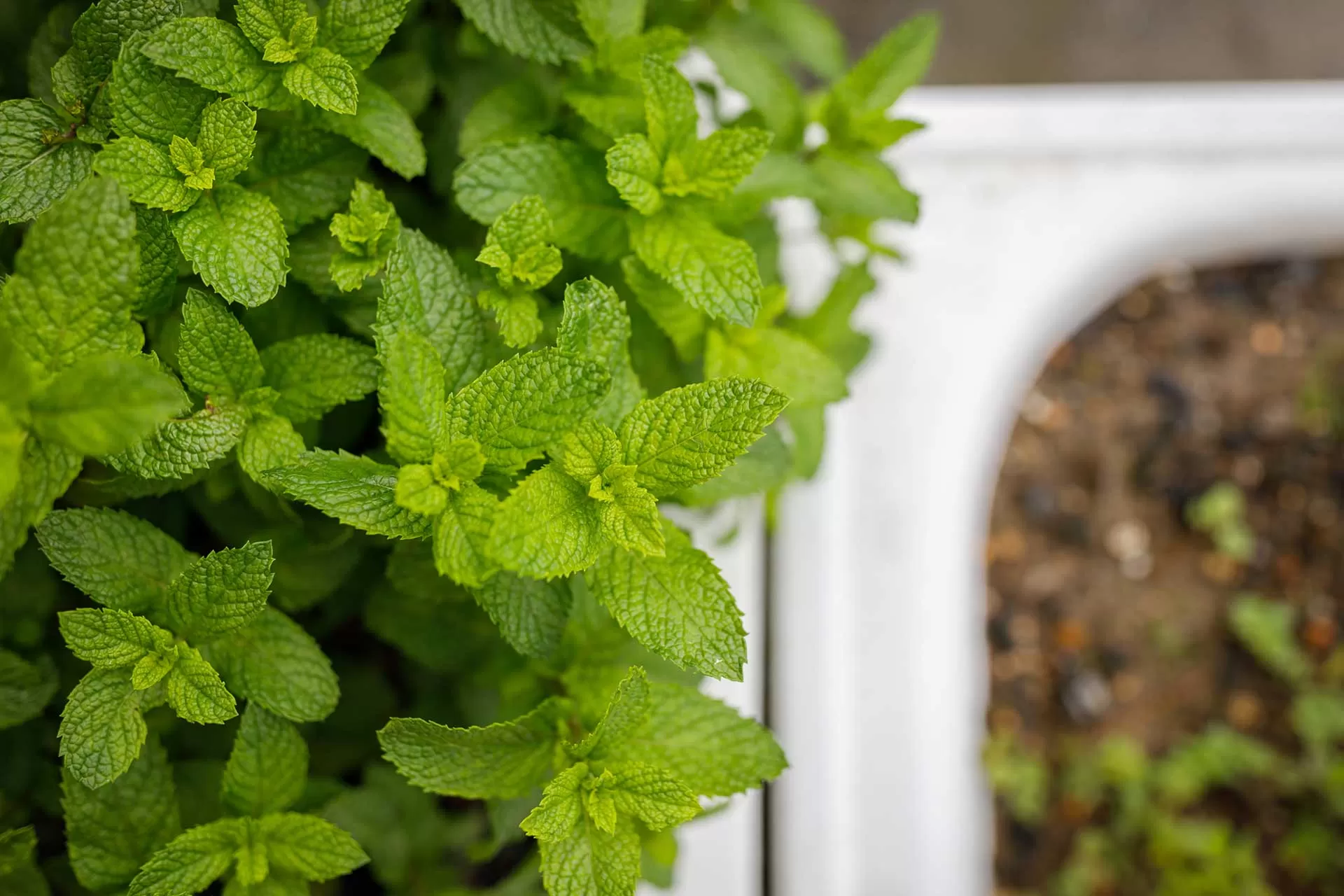 Herbs in Discarded Bathtub