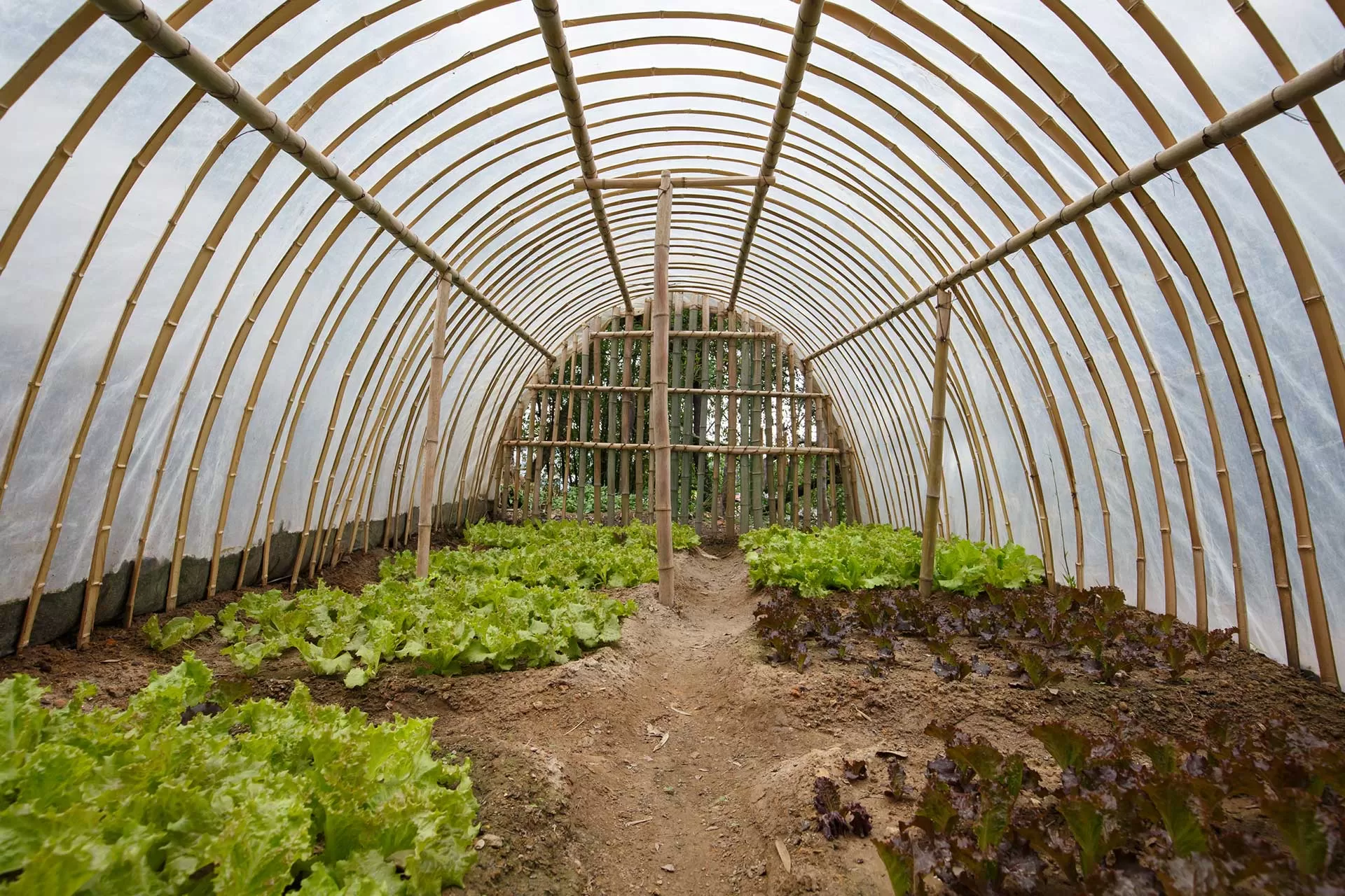 Lattuce Farming 